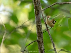 Goudhaan  20251021  Nu, zeg van eind oktober tot half november, zien we de meeste goudhaantjes in ons land. In de regel op de zandgronden wel te verstaan en in die tijd niet alleen in naaldhout maar ook wel in meer open land, struiken en loofhout. Het betreft dan meestal trekvogeltjes. De Nederlandse goudhaantjes krijgen gezelschap van vogels uit Noord- en Oost-Europa. Hun toestroom kan jaarlijks enorm variëren.