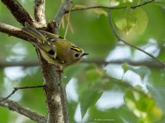 Goudhaan  20251021  Nu, zeg van eind oktober tot half november, zien we de meeste goudhaantjes in ons land. In de regel op de zandgronden wel te verstaan en in die tijd niet alleen in naaldhout maar ook wel in meer open land, struiken en loofhout. Het betreft dan meestal trekvogeltjes. De Nederlandse goudhaantjes krijgen gezelschap van vogels uit Noord- en Oost-Europa. Hun toestroom kan jaarlijks enorm variëren.