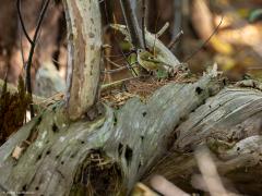 Goudhaan  20251110  Er zijn in deze maand nog steeds relatief veel goudhaantjes in onze bossen. Bij uitzondering tref je er een aan op de grond; misschien op zoek naar wat drinkbaar water. Maar normaliter zitten ze hoog in de bomen, liefst in een kruin van een den.