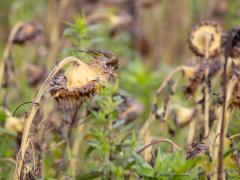 Groenling  20251019  Ik kwam voorbij een veldje met uitgebloeide zonnebloemen gelegen naast een flinke haag. Een groot aantal vinken vond dat een prima combinatie want er werd druk gevlogen van haag naar veldje en weer terug. In die haag werd steeds de veiligheid gezocht als in het veldje een zenuwachtig sfeertje was ontstaan. Die zenuwen begreep ik wel want op het graspaadje tussen haag en veldje zag ik een kat zitten die niet hongerig leek. De groenling toonde zich in ieder geval alert.