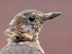 Merel  20251014  Vanmiddag dacht ik even nog een jonge merel te zien in mijn tuin. Immers, ik zie een slordig uitziende kop met veertjes in de groei, je ziet de schachten van waaruit de veren groeien heel goed. Maar het zal wel rui zijn. De meeste vogels ondergaan minstens één volledige rui per jaar, waarbij ze hun volledige verenkleed vernieuwen. De exacte duur en timing van de ruiperiode kunnen variëren tussen vogelsoorten. We zien dat de ruiperiode maximaal 6 weken duurt bij onze huisvogels. De rui vindt