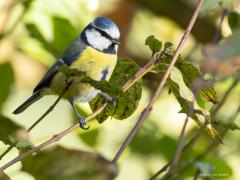 Pimpelmees  20251009  Het hele jaar door kun je in een bos deze mooie pimpelmeesjes tegen komen. Waar leven ze van denk je soms. Vandaag zag ik er eentje bladluizen eten. Prima eiwitbronnetjes maar je moet er wel de tijd voor nemen want groot zijn ze niet dus moet je er een heleboel van oppikken. Hier zie je dat er onder een blad eentje wordt opgepikt. De meesjes zijn daarvoor lenig en handig genoeg. Op en vooral onder de bladeren zie je genoeg luizen zitten. De pimpel kan dus even door met zijn nuttige boo
