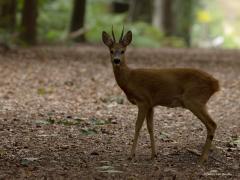 Ree (Capreolus capreolus) En toen kwam ie zo waar het bos uit. Hield me doodstil. Het bokje liep enkele meters de laan op mij strak aankijkend. Helemaal vertrouwde hij het ook niet, draaide zich om en gingterug het bos in. Blijft magisch om zo'n mooi groot dier zo dichtbij te mogen aanschouwen.