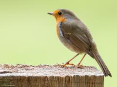 Roodborst  20251105  Tweemaal ons vertrouwde roodborstje, eenmaal met zonnig droog weer en eenmaal met bewolkt weer na flinke regen. Ofwel, eenmaal met droog en eenmaal met nat pak. Beide gefotografeerd in de Pannenhoef dichtbij de zwarte schuur. Maar die locatie is niet zo relevant, je ziet ze immers gelukkig zowat overal, het hele jaar door.