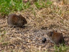 Rosse woelmuis  20250714  Pannenhoef