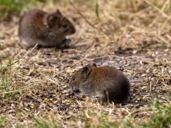 Rosse woelmuis  20250714  Pannenhoef