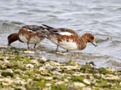 Smient  20251030  In Zeeland zijn alweer heel wat smienten aanwezig als wintergasten. Ze hebben nu niet hun mooiste jas aan, het ziet er wat rommelig uit. Smienten eten voornamelijk plantaardig materiaal zoals gras, zaden, bladeren, wortels en algen. Ze foerageren zowel op het land als in het water en gebruiken hun snavel om voedsel te filteren of af te knippen. In de zomer, tijdens het broedseizoen, zijn er ook dierlijke eiwitten nodig en vult het vrouwtje haar dieet aan met insecten, zoals muggen.
