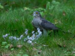 Sperwer  20251016  Gisteravond om kwart voor zeven, het was al wat donker, zag ik op mijn gazon, tenminste wat daar voor door moet gaan, een sperwervrouwtje een prooi plukken. Gauw de camera gepakt en door het dubbel glas geprobeerd een foto te maken. Ik moest het onderste uit de iso-kan halen en kreeg er deze foto nog uit geperst met als instellingen: iso 25600, f9, tv1/100, 500mm. Niet voor de eerste keer werd er weer een turkse tortel geroofd.