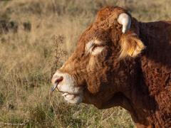 Stier  20250921  De Reten