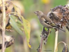Vink  20251101  De snavel van de vink is erop gebouwd, kraken van zaden. Met een zonnebloempit heeft deze zaadeter dan ook geen enkele moeite. En ze lusten er wel pap van. Onze broedvogels trekken nauwelijks weg. In de trektijd, maart en vooral oktober, trekken echter miljoenen noordelijke vinken door ons land. De winteraantallen schommelen. Is er veel eten te vinden, vooral beukennootjes, dan zijn er de meeste.