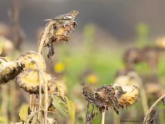 Vink  20251101  De snavel van de vink is erop gebouwd, kraken van zaden. Met een zonnebloempit heeft deze zaadeter dan ook geen enkele moeite. En ze lusten er wel pap van. Onze broedvogels trekken nauwelijks weg. In de trektijd, maart en vooral oktober, trekken echter miljoenen noordelijke vinken door ons land. De winteraantallen schommelen. Is er veel eten te vinden, vooral beukennootjes, dan zijn er de meeste.