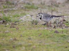 Witte kwikstaart  20251024  Geen zeldzame verschijning deze kwik. In oktober zie je er best veel maar over enkele weken zijn ze bijna allemaal weggetrokken, toch zeker in strenge winters. Deze zag ik vorige week. Ik denk een volwassen vogel in winterkleed, of is het een eerstejaars vogel? Leuk om te zien dat soms door snel ronddraaien van de kop vuil van de snavel wordt afgeslingerd.
