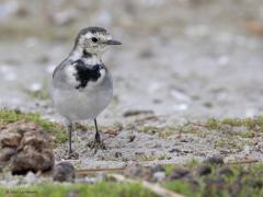 Witte kwikstaart  20251024  Geen zeldzame verschijning deze kwik. In oktober zie je er best veel maar over enkele weken zijn ze bijna allemaal weggetrokken, toch zeker in strenge winters. Deze zag ik vorige week. Ik denk een volwassen vogel in winterkleed, of is het een eerstejaars vogel? Leuk om te zien dat soms door snel ronddraaien van de kop vuil van de snavel wordt afgeslingerd.