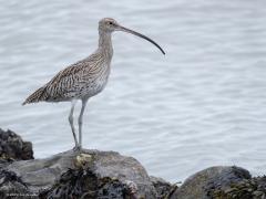Wulp  20251026  Bontbekplevier (Charadrius hiaticula) Steenloper (Arenaria interpres) Wulp (Numenius arquata) Tureluur (Tringa totanus) Onlangs was ik in Colijnsplaat. Op de keien van het havenpiertje daar waren verschillende steltlopers aanwezig. Met name de steenloper zoekt zijn voedsel graag tussen de keien. De bontbek ook wel. Tureluur en wulp steken het liefst hun snavel in de natte kustbodem of andere oevers en slikken.
