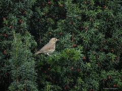 Zanglijster  20251017  Ik heb een grote taxus staan in mijn tuin. Daar hangen nu veel rode vruchtjes in, een soort bessen. Er zijn dieren die dood gaan als ze er van eten, zoals paarden dacht ik. Maar lijsters lusten er wel pap van. Ik zie nu meerdere zanglijsters bessen stelen. Dat gaat hard, ben bang dat er al over enkele dagen geen bessen meer over zijn voor bijvoorbeeld de koperwieken die normaliter over een maand deze taxus nog wel eens opzochten voor een maagvulling.