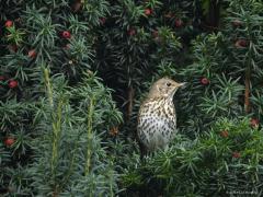 Zanglijster  20251017  Ik heb een grote taxus staan in mijn tuin. Daar hangen nu veel rode vruchtjes in, een soort bessen. Er zijn dieren die dood gaan als ze er van eten, zoals paarden dacht ik. Maar lijsters lusten er wel pap van. Ik zie nu meerdere zanglijsters bessen stelen. Dat gaat hard, ben bang dat er al over enkele dagen geen bessen meer over zijn voor bijvoorbeeld de koperwieken die normaliter over een maand deze taxus nog wel eens opzochten voor een maagvulling.