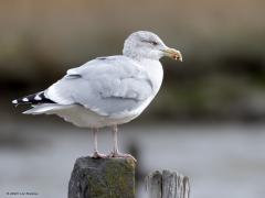 Zilvermeeuw  20251107  Bij een rondje Zeeland kun je de zilvermeeuw niet missen. Maar ook in Zundert is het zeker geen vreemde. Ze krijgen niet snel applaus deze meeuwen. Ze verdienen meer want meeuwen zijn mooie sierlijke vogels.