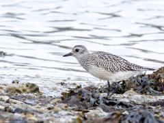 Zilverplevier  20251022  Op de wadden of in Zeeland, daar bij de zoutwatermilieus, kun je het hele jaar door een zilverplevier tegen komen. Maar nu in oktober en ook in mei is de kans duidelijk het grootst omdat er dan doortrek is. Het zijn echte buitenlanders die grote reizen maken. De hier doortrekkende en overwinterende vogels komen uit  Noordoost-Canada en arctisch Rusland oostelijk tot het Taimyr-schiereiland.