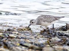 Zilverplevier  20251022  Op de wadden of in Zeeland, daar bij de zoutwatermilieus, kun je het hele jaar door een zilverplevier tegen komen. Maar nu in oktober en ook in mei is de kans duidelijk het grootst omdat er dan doortrek is. Het zijn echte buitenlanders die grote reizen maken. De hier doortrekkende en overwinterende vogels komen uit  Noordoost-Canada en arctisch Rusland oostelijk tot het Taimyr-schiereiland.