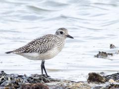 Zilverplevier  20251018  Colijnsplaat