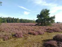 Loonse en Drunense duinen