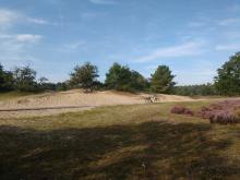 Loonse en Drunense duinen