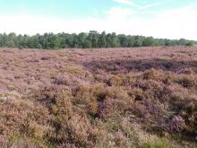 Loonse en Drunense duinen