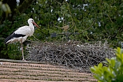 1_Ooievaar-20240612g14401A1A0174natcrfb-Kaarschot.jpg