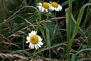 Filename=20240701g14401A1A2100gtcrfb-Pannenhoef.jpg
Filesize=695KiB
Dimensions=1280x949
Date added=Jul 11, 2024 20240701g14401A1A2100gtcrfb-Pannenhoef.jpg