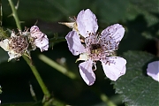 Filename=20240701g14401A1A2128atcrfb-Pannenhoef.jpg
Filesize=779KiB
Dimensions=1280x960
Date added=Jul 11, 2024 20240701g14401A1A2128atcrfb-Pannenhoef.jpg
