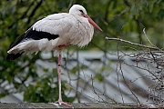 2_Ooievaar-20240612g14401A1A9854nctcrfb-Kaarschot.jpg