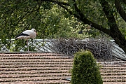6_Ooievaar-20240612g14401A1A9923natcrfb-Kaarschot.jpg