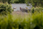 7_Ooievaar-20240612g14401A1A9939natcrfb-Kaarschot.jpg