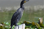 Aalscholver-20100904P1150434a.jpg