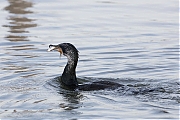 Filename=Aalscholver-20190129g1280aYSXX4538.jpg
Filesize=629KiB
Dimensions=1280x960
Date added=Jan 31, 2019 Aalscholver-20190129g1280aYSXX4538.jpg