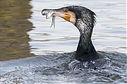 Filename=Aalscholver-20190129g1280aYSXX4540.jpg
Filesize=805KiB
Dimensions=1280x960
Date added=Jan 31, 2019 Aalscholver-20190129g1280aYSXX4540.jpg