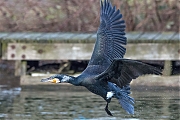 Filename=Aalscholver-20190129g1280aYSXX4541.jpg
Filesize=800KiB
Dimensions=1280x960
Date added=Jan 31, 2019 Aalscholver-20190129g1280aYSXX4541.jpg