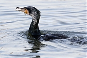 Filename=Aalscholver-20190129g1440YSXX4537bcrfb.jpg
Filesize=728KiB
Dimensions=1280x960
Date added=Oct 11, 2021 Aalscholver-20190129g1440YSXX4537bcrfb.jpg
