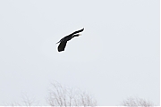 Filename=Aalscholver-20230110g14401A1A7946acrfb-Boontuinen.jpg
Filesize=374KiB
Dimensions=1280x960
Date added=Jan 24, 2023 Aalscholver-20230110g14401A1A7946acrfb-Boontuinen.jpg