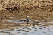 Filename=Aalscholver-20230128g14401A1A8994acrfb-Aa-of-Weerijs.jpg
Filesize=928KiB
Dimensions=1280x960
Date added=Mar 21, 2023 Aalscholver-20230128g14401A1A8994acrfb-Aa-of-Weerijs.jpg