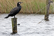 Filename=Aalscholver-20240411g14401A1A3161ocrfbd-Markiezaatsmeer.jpg
Filesize=717KiB
Dimensions=1280x960
Date added=May 23, 2024 Aalscholver-20240411g14401A1A3161ocrfbd-Markiezaatsmeer.jpg