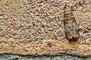Filename=Acrobasis-20150731g1280IMG_1766a.jpg
Filesize=1291KiB
Dimensions=1280x960
Date added=Aug 01, 2015 Acrobasis-20150731g1280IMG_1766a.jpg