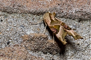 Agaatvlinder-Phlogophora-meticulosa-20130923g800IMG_0551a.jpg