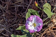 Akkerwinde-202608101A1A6207acrfb-Calfven.jpg