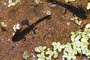 Filename=Alpenwatersalamander-20130720g800IMG_7845b.jpg
Filesize=542KiB
Dimensions=800x600
Date added=Jul 20, 2013 Alpenwatersalamander-20130720g800IMG_7845b.jpg