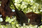 Filename=Alpenwatersalamander-20130720g800IMG_7871b.jpg
Filesize=444KiB
Dimensions=687x700
Date added=Jul 20, 2013 Alpenwatersalamander-20130720g800IMG_7871b.jpg