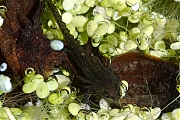 Alpenwatersalamander-20130720g800IMG_7871b.jpg