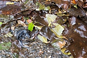 Filename=Alpenwatersalamander-20200608g12807X1A9308a.jpg
Filesize=1015KiB
Dimensions=1280x960
Date added=Jun 08, 2020 Alpenwatersalamander-20200608g12807X1A9308a.jpg