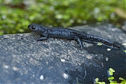 Filename=Alpenwatersalamander-Ichthyosaura-alpestris-20170927g1280IMG_6329a.jpg
Filesize=694KiB
Dimensions=1280x960
Date added=Oct 05, 2017 Alpenwatersalamander-Ichthyosaura-alpestris-20170927g1280IMG_6329a.jpg