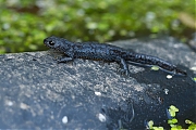 Alpenwatersalamander-Ichthyosaura-alpestris-20170927g1280IMG_6329a.jpg